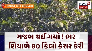 Gir Somnath News: It's awesome! 80 kg of saffron mango ripened in full winter Kesar Mango in Winter | N18V