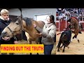 Horse Communicator talks to ex-bullfighting horse