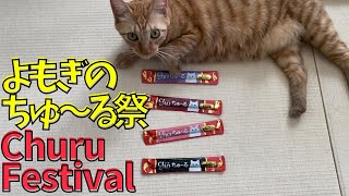 贅沢ちゅ〜るを堪能したよもぎ  Luxurious Chao Churu  #保護猫 #茶トラ