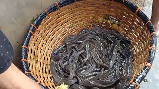 Hybrid Magur Fish Seed Today Delivery Malda Sujapur. 7908018504,8768003482.