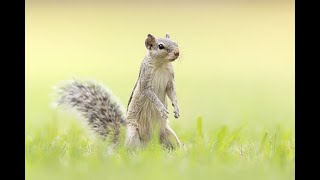 Indian Squirrel Sound | Chipmunks Make When Really Surprised