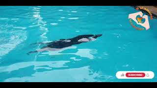 EASY 4-STEP DIVE PROGRESSION/Begginers Guide.