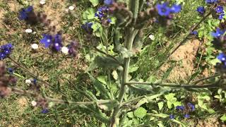 Alkanet Anchusa officinalis Common bugloss, Alkanet; Ballağan