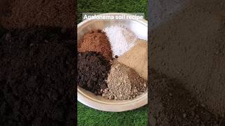 Perfect soil recipe for aglaonema plants #gardening #youtubeshorts #shorts