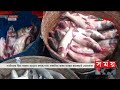 নাটোরে কমেছে মাছের সরবরাহ fish market business news natore somoy tv