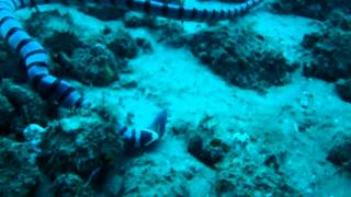 Seasnake eating moray eel alive.