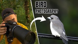 Wildlife photography with beginner gear : Nikon P1000 | Bird Photography/Videography