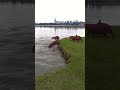 all the capybaras diving into the water at once