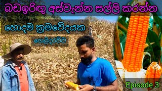 🌽බඩඉරිඟු වාසි සහිත අස්වැන්න  Episode 3 #corn #maize