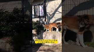 野犬の仔犬、初めてのランです🤗ポコ太郎