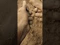 pure mud dry floor crumbling ❤️ satisfying videos asmr puremud dryfloorcrumble satisfyingvideo