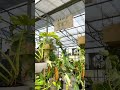 aroid greenhouses inside perfect choice nursery