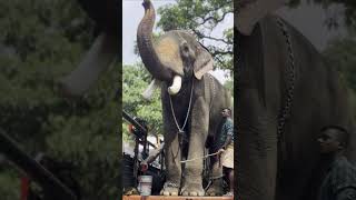 ചിറക്കൽ കാളിദാസന്റെ🐘🐘 oru mass entry കണ്ടാലോ😍/chirakkal kalidasan/aanapremikal🐘/vpm family vlogs😍🥰