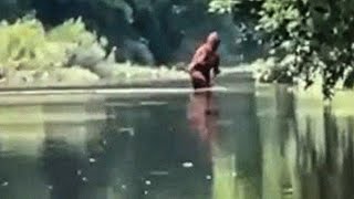 Bigfoot Photos That Were Leaked By The Government - Part 3