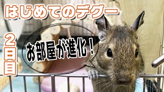 はじめてのデグーをお出迎えして2日目【デグー】