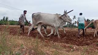 ரேக்ளா காளையின் பாரம்பரிய உழவு