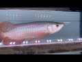 Katak  Untuk gemuk kan  arowana,Mgbb,mg,SR,sepauk