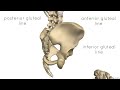 bones of the pelvis hip bones anatomy tutorial