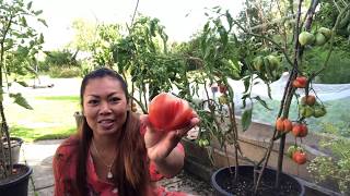 เก็บมะเขือเทศลูกใหญ่ๆไปให้เพื่อนที่ทำงาน/harvesting tomatoes/Yanee UK ยาณี ยูเค