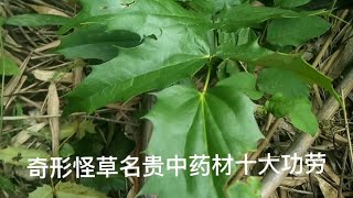 大自然馈赠之十大功劳，名贵中药材