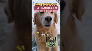 当南方小狗来到哈尔滨，一出门冻得牙齿直哆嗦。#dogshorts #dog #寒冷 #cloud #snowboard #萌宠 #cutedog #shorts