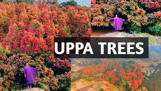 UPPA TREES : అందమైన రంగుల ప్రపంచం | Girijana Ammai