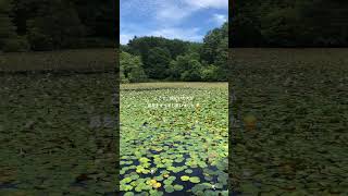 広島県廿日市市 極楽寺山 蛇の池の睡蓮