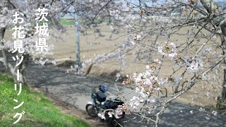 【茨城】春のお花見ツーリングに行ったら桜満開で最高でした