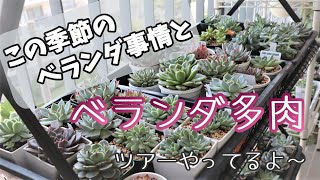 【多肉植物】この時期のベランダ事情とベランダツアー【ベランダ多肉】