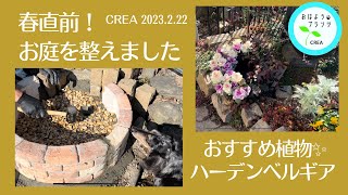 【2月の庭植物】おすすめ‼️ハーデンベルギア✨簡単円形ブロック水道♪NO.43／2023.2月22日撮影