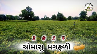 ચોમાસુ મગફળી _ 2024 | Gujrat Groundnut farming | #khedutputra #agriculture #farming