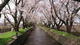 玉川上水沿い 見影橋からの桜 散り桜