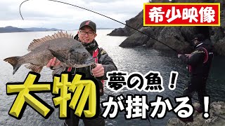 【チヌ釣り】超巨大チヌ　夢の60ｃｍ現る