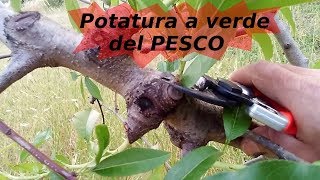 POTATURA A VERDE DEL PESCO