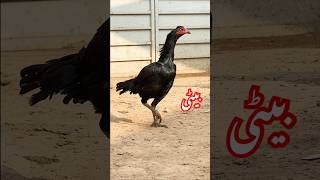 Basheer purbana breed hens #aseelmurga #hen #birds