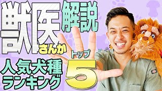 【獣医師が解説】犬の生態やかかりやすい病気について解説【保護犬】