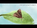 the very strange butterfly storytime stories for kids educational videos for children