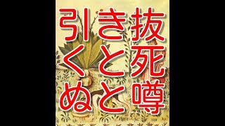 66【不可思議紀行】引き抜くと死ぬと噂のマンドラゴラとは？(文字)