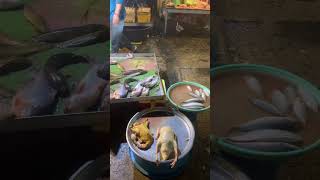 ទិញត្រី #fish នៅផ្សារ #yshorts #video