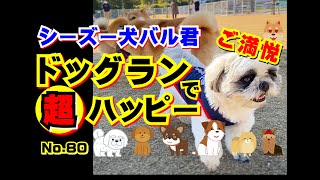 （ドッグランで超ハッピー）ワンちゃん大好きシーズー犬バル君