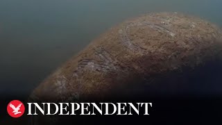 Wildlife investigation launched after manatee found with 'Trump' scraped on its back