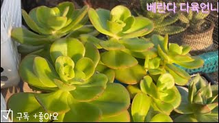 🌹홍매화 이렇게 키우세요(돌풍에 이상무.) #succulent plant, #多肉植物#10월다육들#홍매화키우기