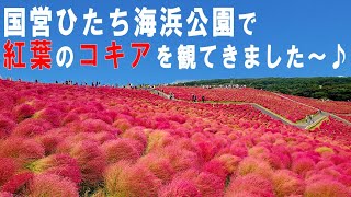 【国営ひたち海浜公園】今がコキアの紅葉の見ごろです♪【茨城県】