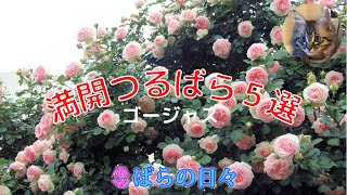 【バラの日々】満開つるバラ５選＃ばら＃ガーデニング