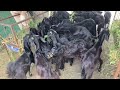 नविनच चालू केलेले कायम बंदिस्त बोकड पालन माहिती शेळीपालन shelipalan goat goatfarming