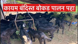 नविनच चालू केलेले कायम बंदिस्त बोकड पालन माहिती #शेळीपालन #shelipalan #goat #goatfarming