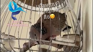 chim cu đất /  លលកធ្នាក់ម៉ាឡេ /កូនបង្តាត់ឡើងមួយទៀតហើយបានកើតជាធ្នាក់ចាំលក់😁