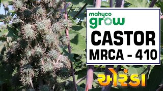 ખેડૂતોનો અભિપ્રાય MAHYCO CASTOR MRCA-410 એરંડા બિયારણ / Call: 9998822908