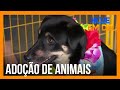 Cães e gatos vira-latas são a maioria entre os animais adotados no Brasil