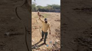 7 feet snake || snake catcher || big snake catched by man || ఏడు అడుగుల పామును ఒంటి చేత్తో పట్టాడు